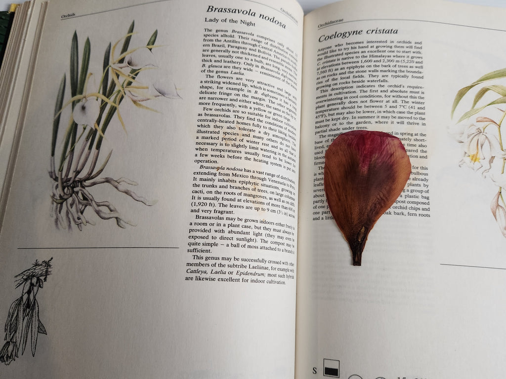 The Hamlyn Book of House Plants - Jiri Haager