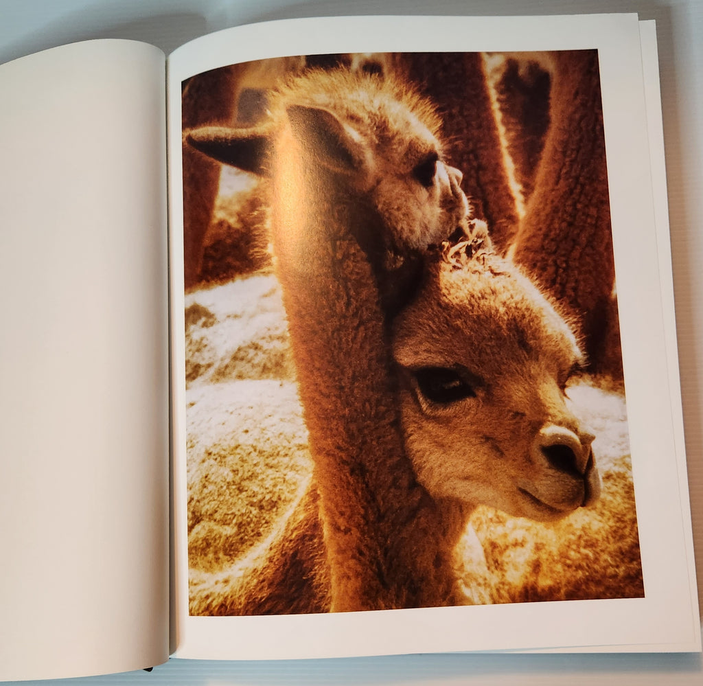 Vicunas; Survival of the Finest - Michael J. Safley