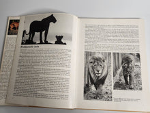 The Beauty of Big Cats - Howard Loxton