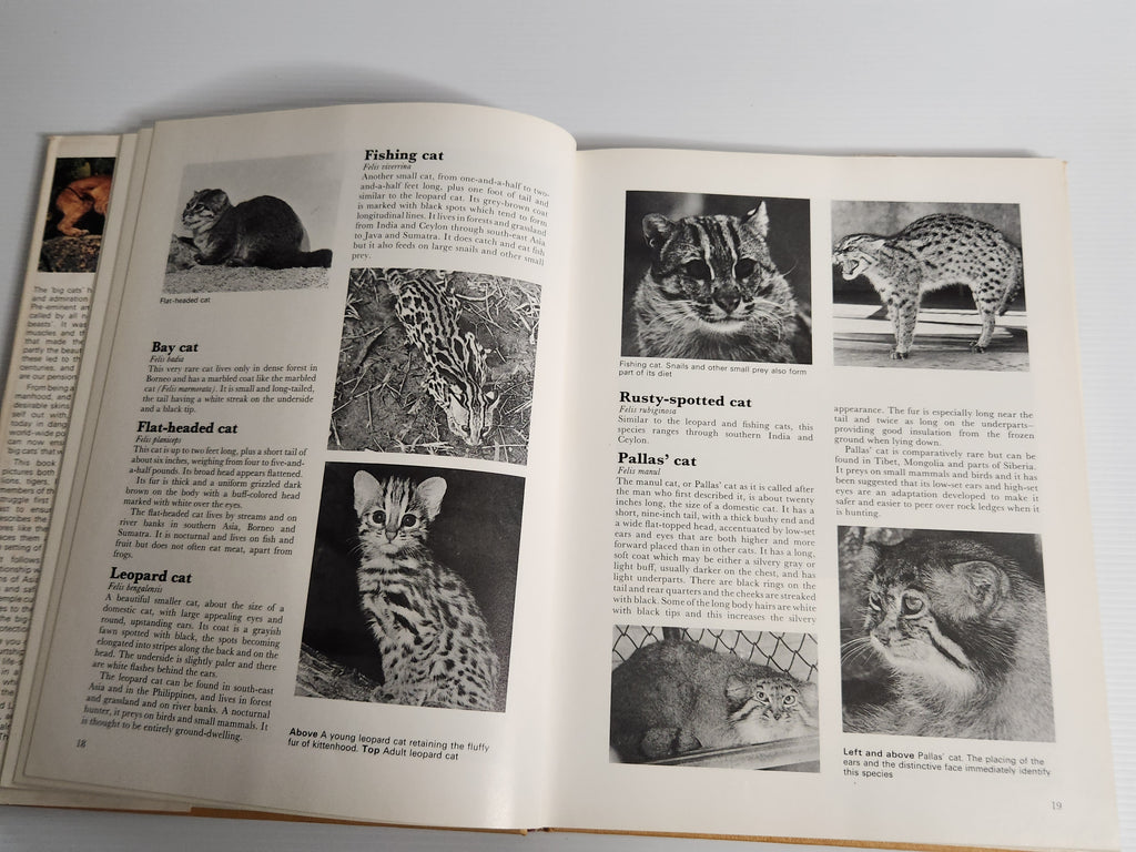 The Beauty of Big Cats - Howard Loxton